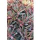 EUPHORBIA 'Miner's Merlot' - Kutyatej