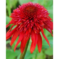 ECHINACEA 'Sweet Chilli' - Kasvirág