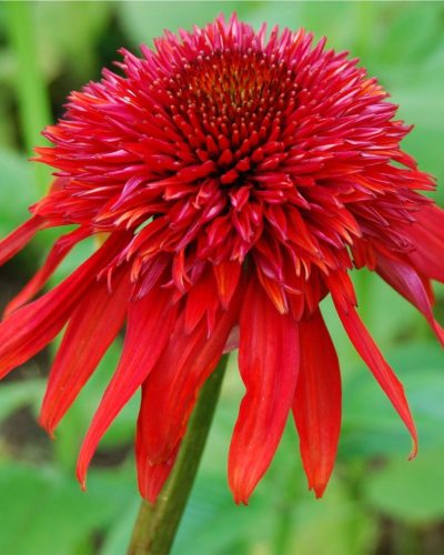 ECHINACEA 'Sweet Chilli' - Kasvirág