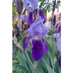 IRIS x germanica - Kerti nőszirom