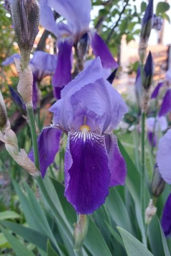 IRIS x germanica - Kerti nőszirom