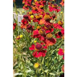 HELENIUM 'Moerheim Beauty' - Napfényvirág