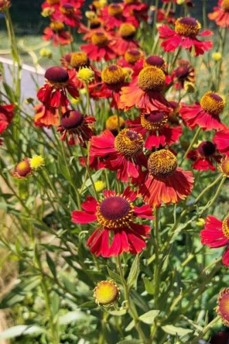 HELENIUM 'Moerheim Beauty' - Napfényvirág