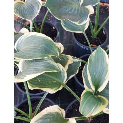 HOSTA 'Orion's Belt' - Árnyékliliom
