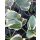 HOSTA 'Orion's Belt' - Árnyékliliom