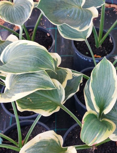 HOSTA 'Orion's Belt' - Árnyékliliom