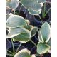 HOSTA 'Orion's Belt' - Árnyékliliom