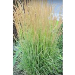   CALAMAGROSTIS x acutiflora ‘Karl Foerster’ – Nádtippan
