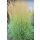 CALAMAGROSTIS x acutiflora ‘Karl Foerster’ – Nádtippan