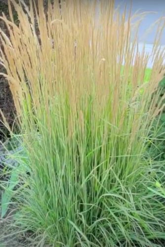 CALAMAGROSTIS x acutiflora ‘Karl Foerster’ – Nádtippan