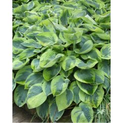 HOSTA 'Tokudama Flavocircinalis' - Árnyékliliom