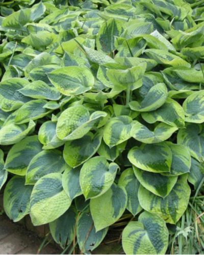 HOSTA 'Tokudama Flavocircinalis' - Árnyékliliom