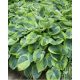 HOSTA 'Tokudama Flavocircinalis' - Árnyékliliom