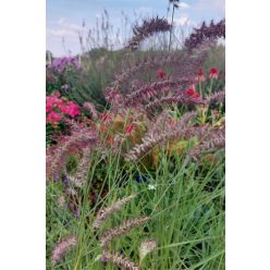   CENCHRUS (syn PENNISETUM) orientalis 'Flamingo' - Keleti tollborzfű