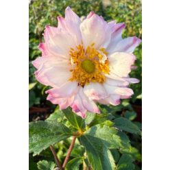 ANEMONE x hybrida 'Royal Candy' - Szellőrózsa
