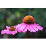 Közepes vízigényű évelők