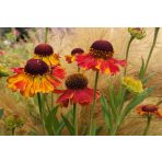 Napos helyre való évelők