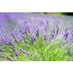 Szárazságot tűrő évelők