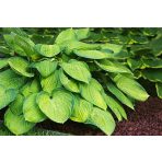 Árnyékot kedvelő évelők