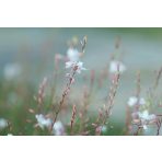 Hosszan virágzó évelők