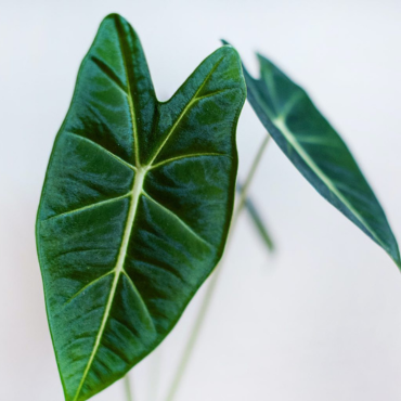 Az Alocasia nyugalmi állapota - Így teleltesd az Alocasiát