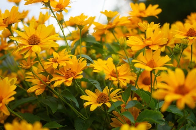 heliopsis helianthoides érdes napszemvirág