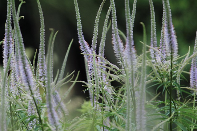 veronicastrum virginicum virginiai veronika