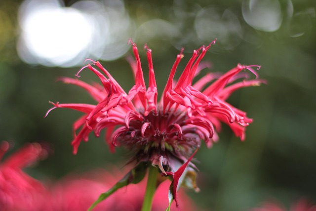 monarda méhbalzsam
