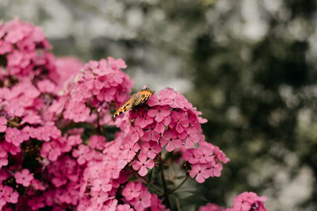 phlox paniculata bugás lángvirág