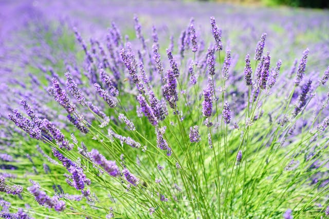 lavandula levendula