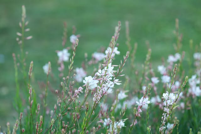 gaura díszgyertya