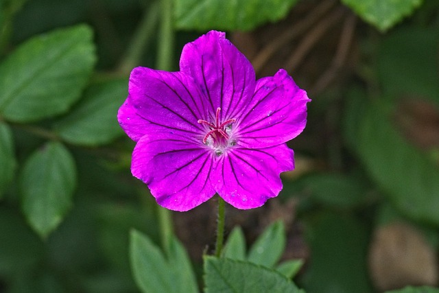 geranium gólyaorr