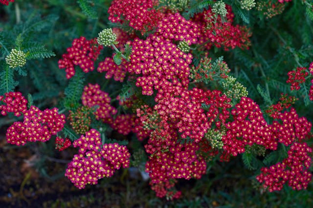 achillea millefolium cickafark