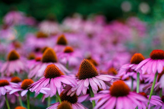 echinacea purpurea kasvirág